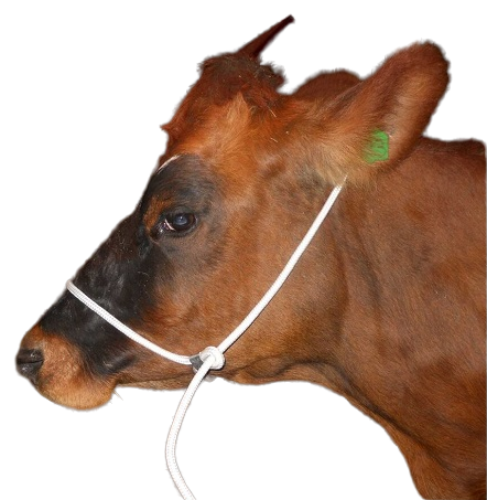 For cattle, horses and game. Fits all sizes. Fully adjustable to fit all size heads. Easy to put on. Rope loops over the head, through the nose and back through the near side of the nose to provide a 3m lead. Gives full control with nose and poll pressure. Lead included. Black or white rope.