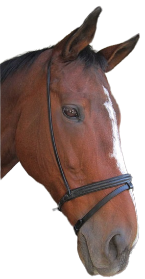 The flash noseband is essentially used to prevent the horse from opening its mouth wide to evade the bit, and to prevent the horse putting its tongue over the bit. The tighter the flash strap the more control the rider has. Raised noseband buckle. Black or brown leather. Pony, cob, full size available.