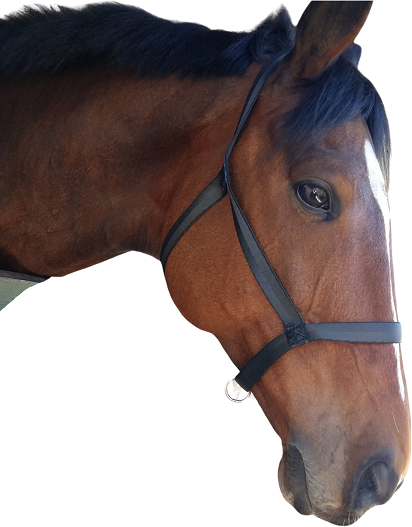 Quick fit nylon halter that has no interfering buckles. Poll strap slips over the head while the throat latch Velcro's closed under the jaw. Can be used with a bridle placed over, or can be left on in the paddock. Size Med/Cob or Large/Full.
