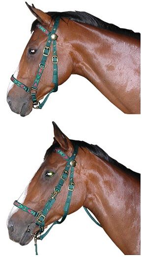 Double webbing halter bridle with clip on cheek pieces and reins/lead. Bit and reins quickly clip off to leave the horse with a halter. Ideal for endurance and trail riding. Lightweight and low maintenance - no oiling needed. Assorted colours. Pony, cob, full size available.