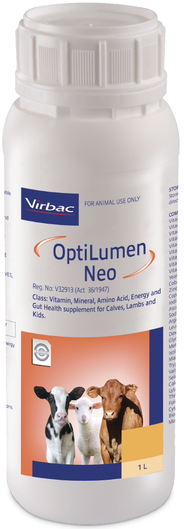 A highly concentrated liquid drench containing Energy, bio-available Vitamins, Amino Acids, Essential Trace Minerals and Gut Health. Enhancers formulated for calves, lambs and kids. OptiLumen Neo can be a valuable aid in promoting immunity and growth in ne