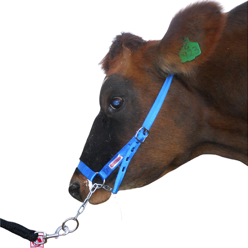 USA design strong rope halter for cattle.Control slip chain under animal's nose can be pulled to tighten and give the handler extra control.Felt padded leather noseband prevents rubbing.Easily adjustable to fit different size cattle.Small size fits small calves and large is adjustable for all medium to XL cattle.Rope lead sold separately - ROP033.