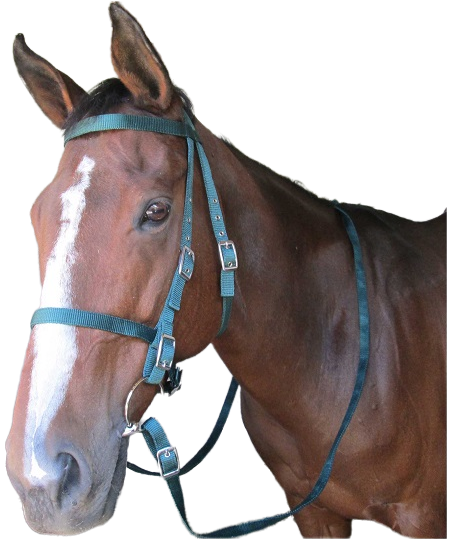 Double webbing bridle with webbing reins. Lightweight and low maintenance - no oiling needed. Includes a snaffle bit. Black, brown, royal, navy bottle green. Pony, cob, full size available.