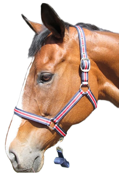 Easy fit with buckling neck strap. Nicely fitting noseband that does not sag. Quality trigger hook on 2m lead. Small/Pony, Medium/Cob, Large/Horse, XL/Warmblood.