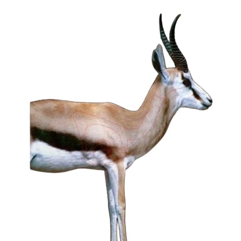 The thin red lines on the springbuck indicate the kill zones of the springbuck. The outer line indicates the lung, back and neck spine area. The next smaller line indicates the heart and lung area. The inner line indicates the heart and inside that area th